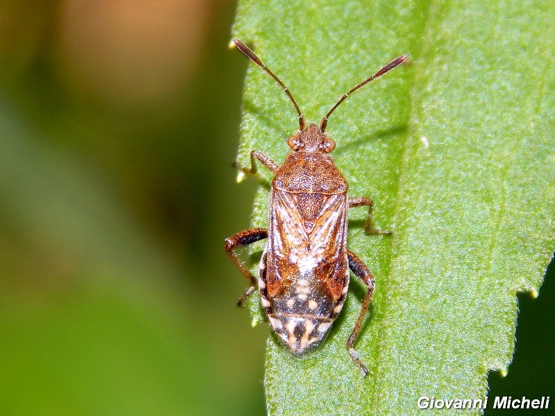 Rhopalidae: Stictopleurus punctatonervosus del Parco Ticino